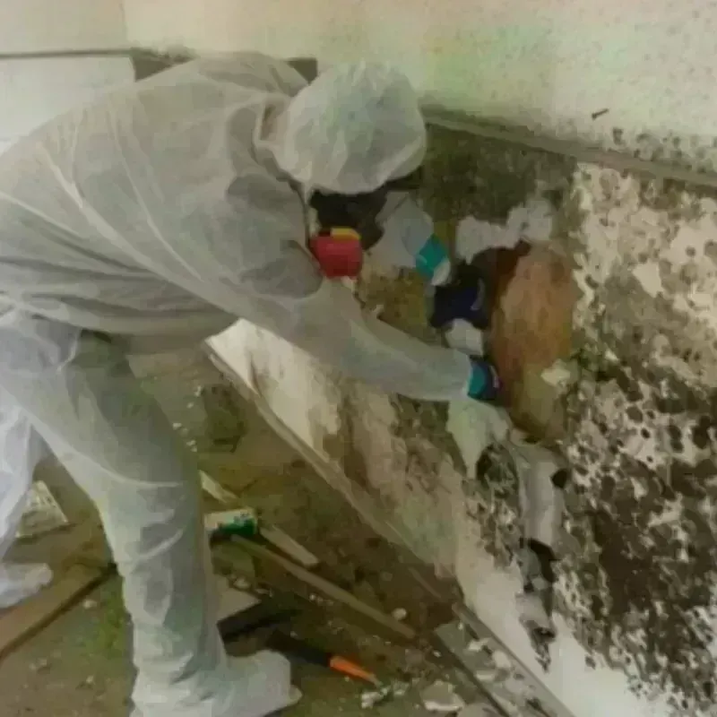 Mold Remediation and Removal in Maumee, OH